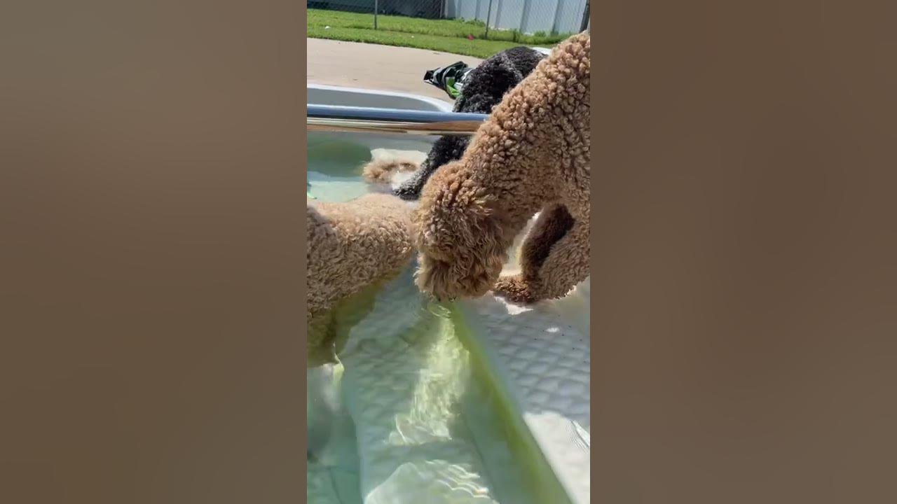 Is it safe for dogs to drink pool water? shorts dog YouTube
