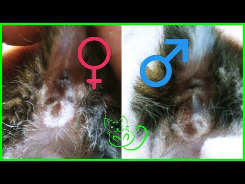 Vídeo: ¿Cómo Determinar El Sexo De Un Gatito Recién Nacido?