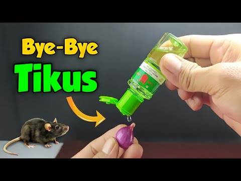 Tikus Kocar-Kacir Lihat RAMUAN AMPUH ini !!!