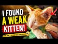 You Won't Believe How Small This Tiny Kitten Is!