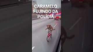Cachorro Mais Sabido Do Mundo Dando Fuga Na Polícia