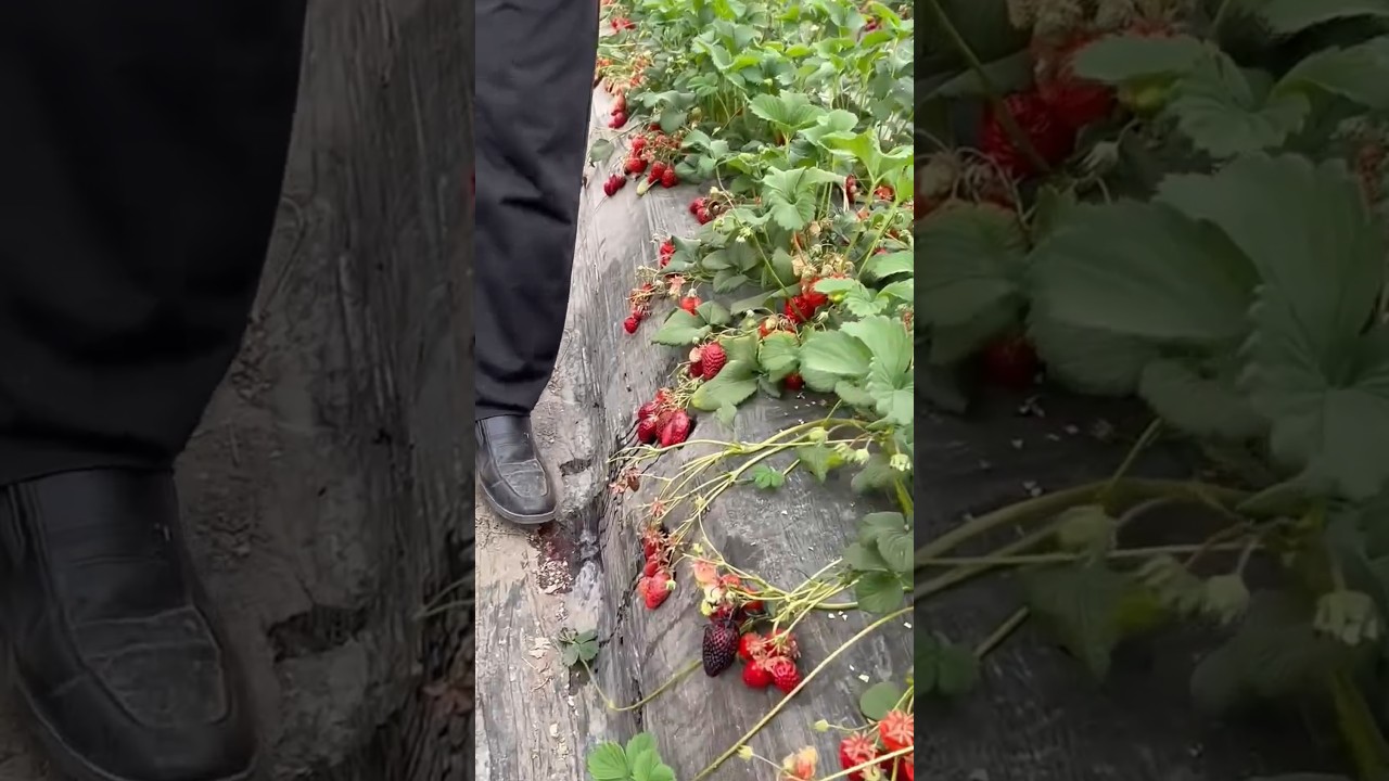 how to agriculture #watermelon #farming #fruit #growyourownfood #pepperspray #satisfying #farming101