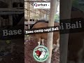 centra Markaz sapi Bali kualitas bagus ekonomis hemat terjangkau....full Daging