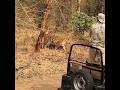 Awesome sighting early morning after marking her territory. Bandhavgarh diaries 🤯 #tiger #shorts