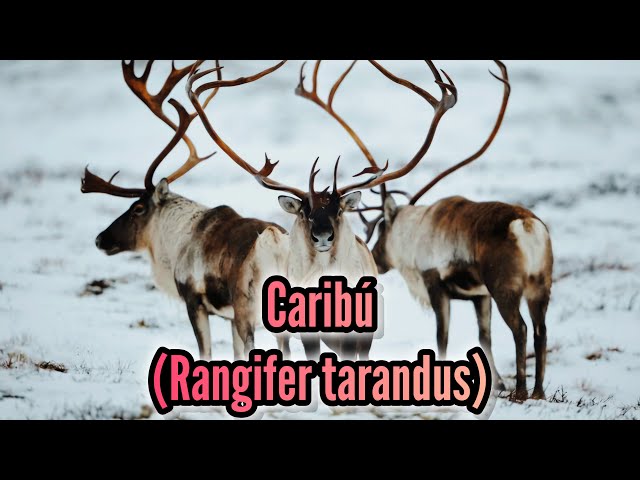 Caribu Artico Pacote De Aprendizagem De Anatomia De Animais Do