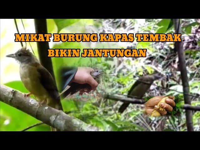 kumpulan mikat burung kapas tembak yang bikin jantung berdebar para pemikat  @aka93channel class=