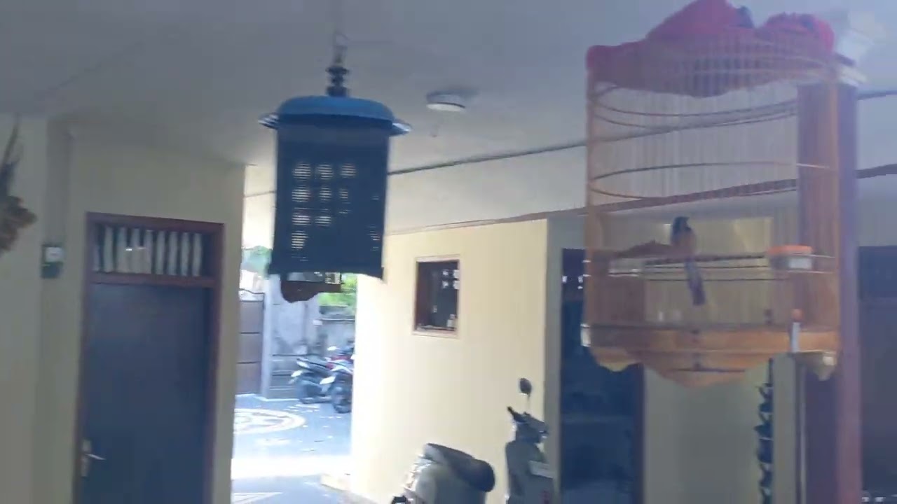 Exotic birds of Bali, Indonesia 