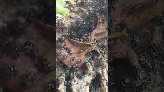 stingless Bee