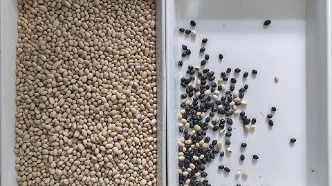 Topsort mini color sorter sorting for white bean with cheap price