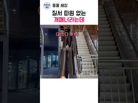 질서 따윈 없는 개매너라는데 thumbnail