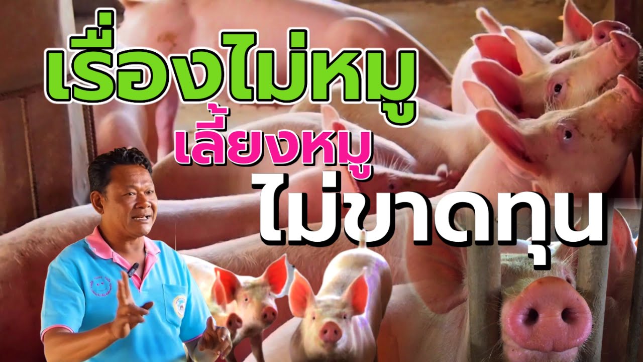 Это непросто. Как разводить свиней⁉️, не теряя денег‼️ | Брат Сомкиат, район Бо Супхан, район Сон...