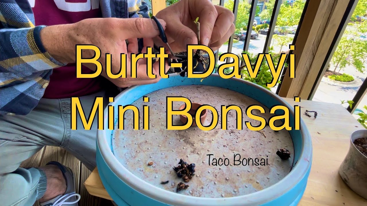 Mini Ficus Burtt-Davyi Bonsai in a Teeny Tiny Terracotta Pot. TacoBonsai May of 23