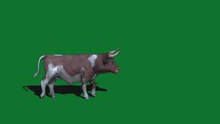 Green screen background video of cow