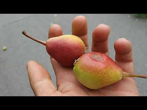 Video: Pear 