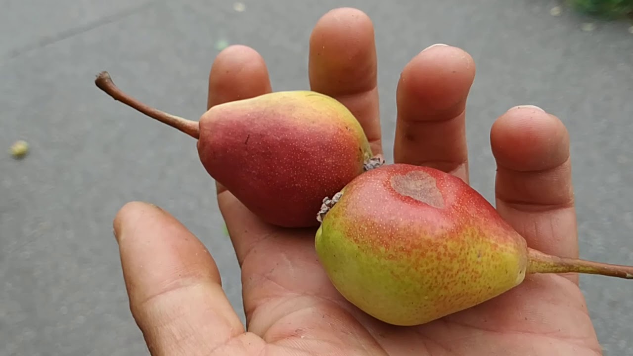 Feral Pear with brown pulp (Pyrus communis)