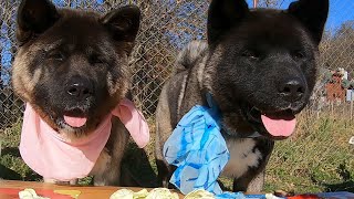 American Akita puppies ASMR food review