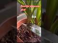 Easily Aglaonema plant propagation in water #naturelovers#aglaonema #shorts