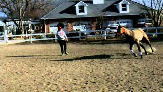 Blue/Lucy's The very start of the first jumping lesson