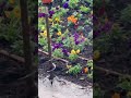 #Gardening!