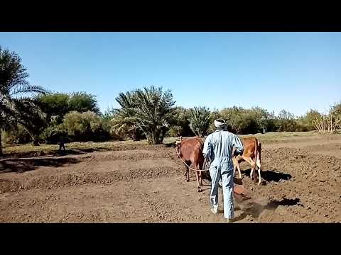 جزيرة صاي أرودين ٢٧ ديسمبر ٢٠٢٠