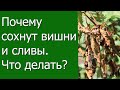 Почему сохнут вишни и сливы, что делать?