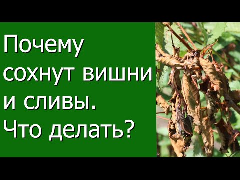 Почему сохнут вишни и сливы, что делать?