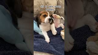 Would you? #dog #cute #puppy #funny #beagle #pets #beaglepup #beagledog #utubeshorts #beaglebreed