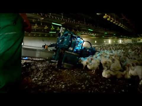 Video: Brojlerová Kuřata: Nemoci A Jejich Prevence