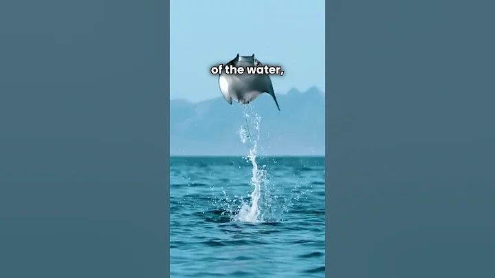 Unveiling the Mysteries of Manta Rays! #manta #mantaray  #amazinganimals #wildlife #oceanlife #sea