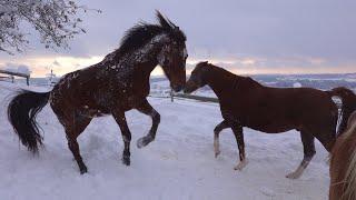 Horses having fun in the snow ❄️ - 🐴 Pferde toben sich im Neuschnee aus 🐎😃