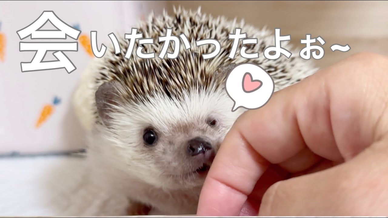 ハリネズミ の隙間 ハリネズミが3泊4日旅行のお留守番したらこうなりました Hedgehogs