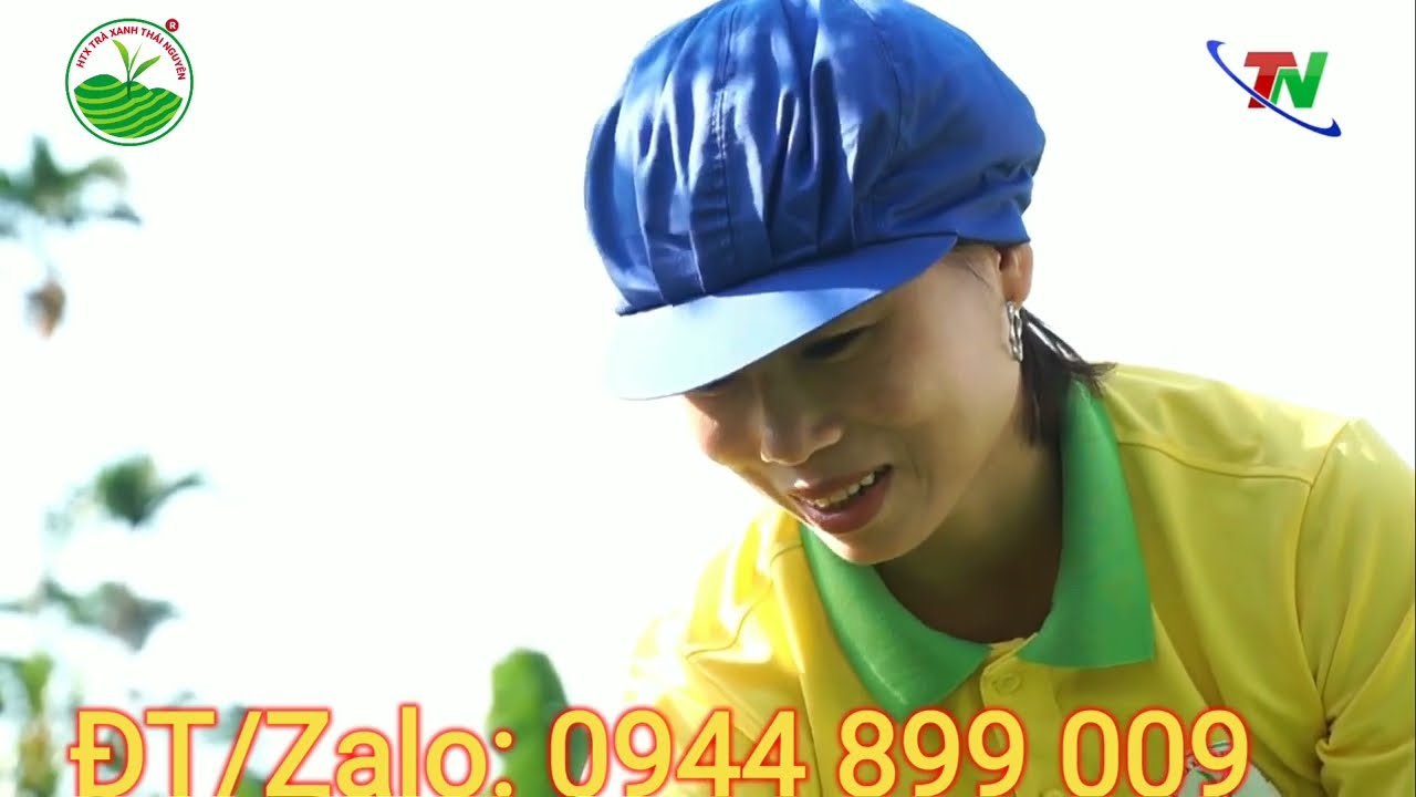 Top 5 loại trà xanh đặc sản Thái Nguyên 100g ngon nhất 2024