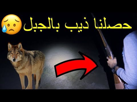 رحلة البحث عن الذيب حصلناه في جبل وكان بيهجم علينا