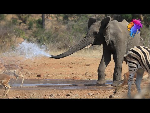 Elephant Spraying Water On Other Animals Funny Animal Videos Kruger Park Sightings 