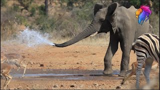 Elephant Spraying Water on Other Animals | Funny Animal Videos | Kruger Park Sightings