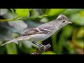 bird sound HD - Canto de aves de Chile - Sonidos de aves de los campos y bosques de Chile