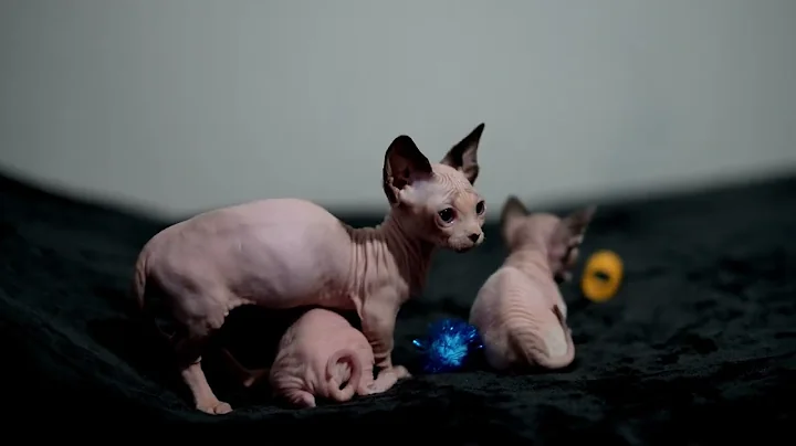Video 6700881: sphynx, tiny hairless, litter
