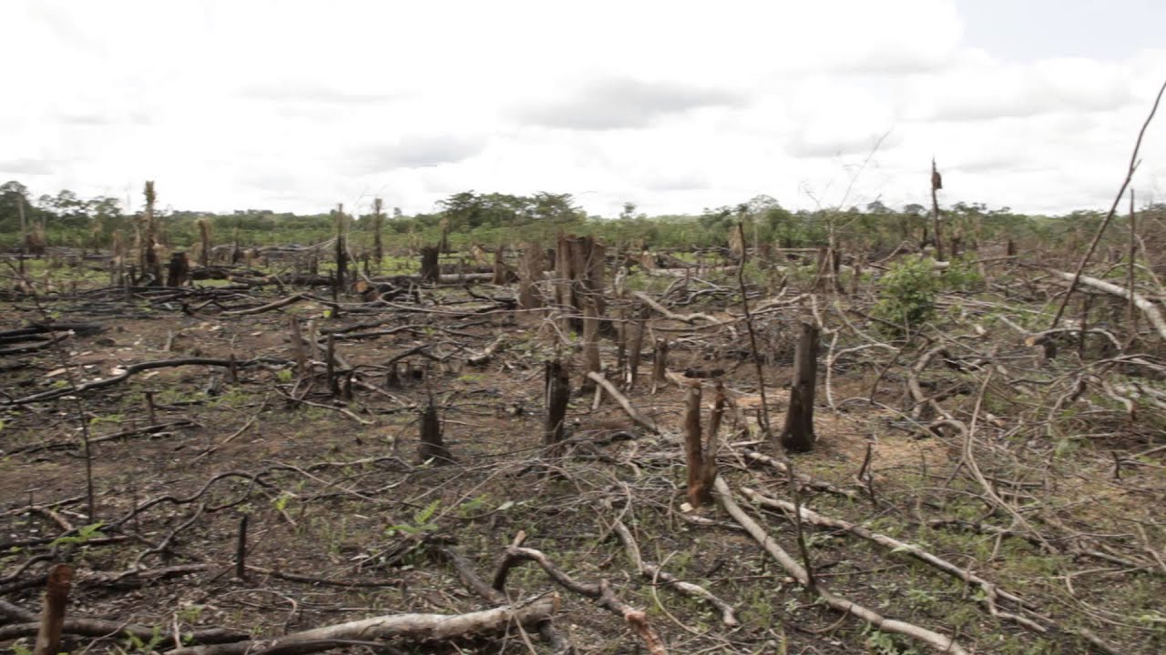 Destruction from Slash and Burn Agriculture - YouTube