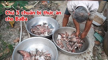 Xem chú 5 bán cá lia thia tất bật chuẩn bị thức ăn những con baba nuôi trong ao ăn│Yêu Miền Tây 63