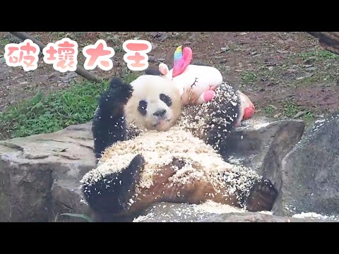 《熊貓早晚安》“煤少爺”獨家定制的搓澡巾有多惨！ | iPanda熊貓頻道