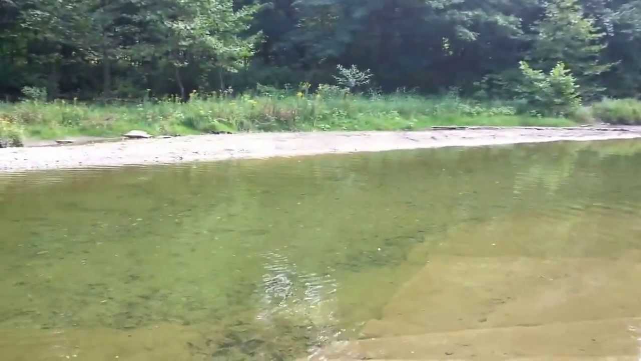 Walnut creek steelhead Erie, PA