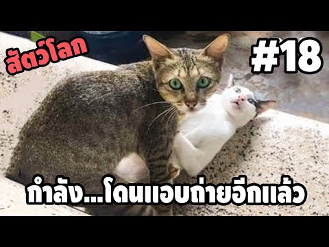 Ep.18 สัตว์โลกกวนตีน - [ พากย์นรก ] | easy boy