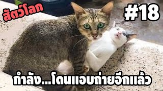 Ep.18 สัตว์โลกกวนตีน - [ พากย์นรก ] | easy boy