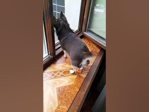 Где же папа?! - YouTube