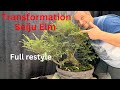 Bonsai transformation seiju elm full restyle of overgrown seiju elm into great future bonsai
