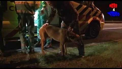 Na ruzie auto over de kop A12 hond zwaar gewond