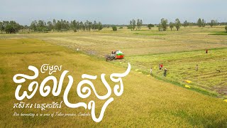 Rice harvesting in an area of ​​Takeo province, Cambodia