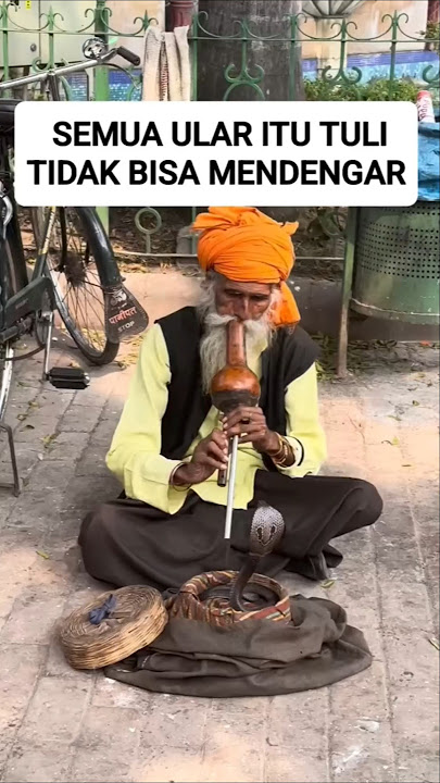 The snake is deaf, and this is the trick of the real cobra snake charmer #shorts