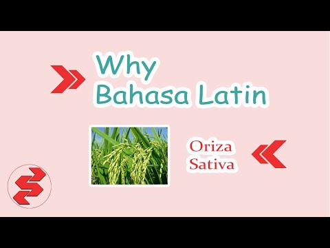 Video: Apa bahasa latin dari bunyi?