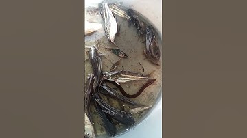 cá chốt kho tiêu ngon à